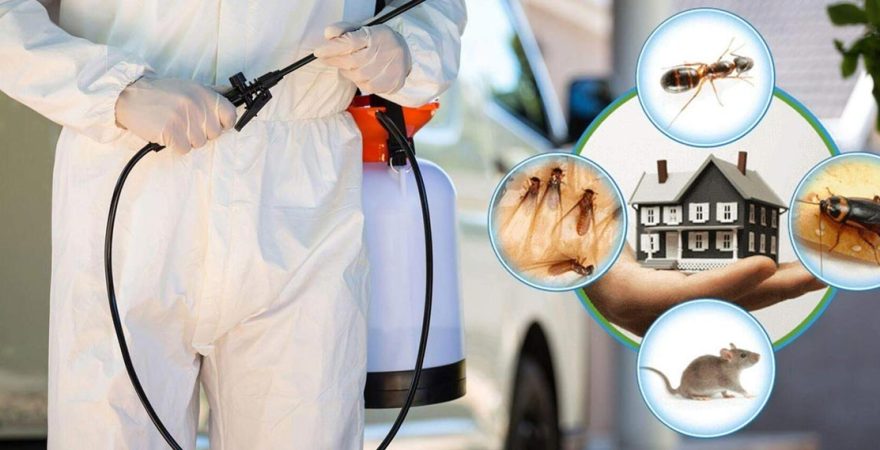 Kaklıç Böcek İlaçlama